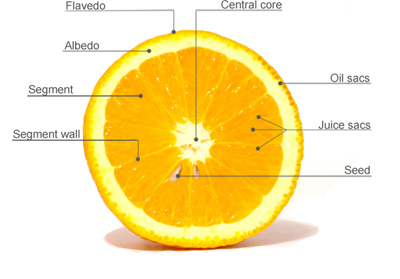 Inside an Orange